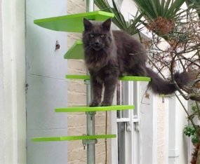 Cat ladder 