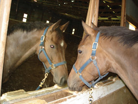 Unbreakable mirror for stables