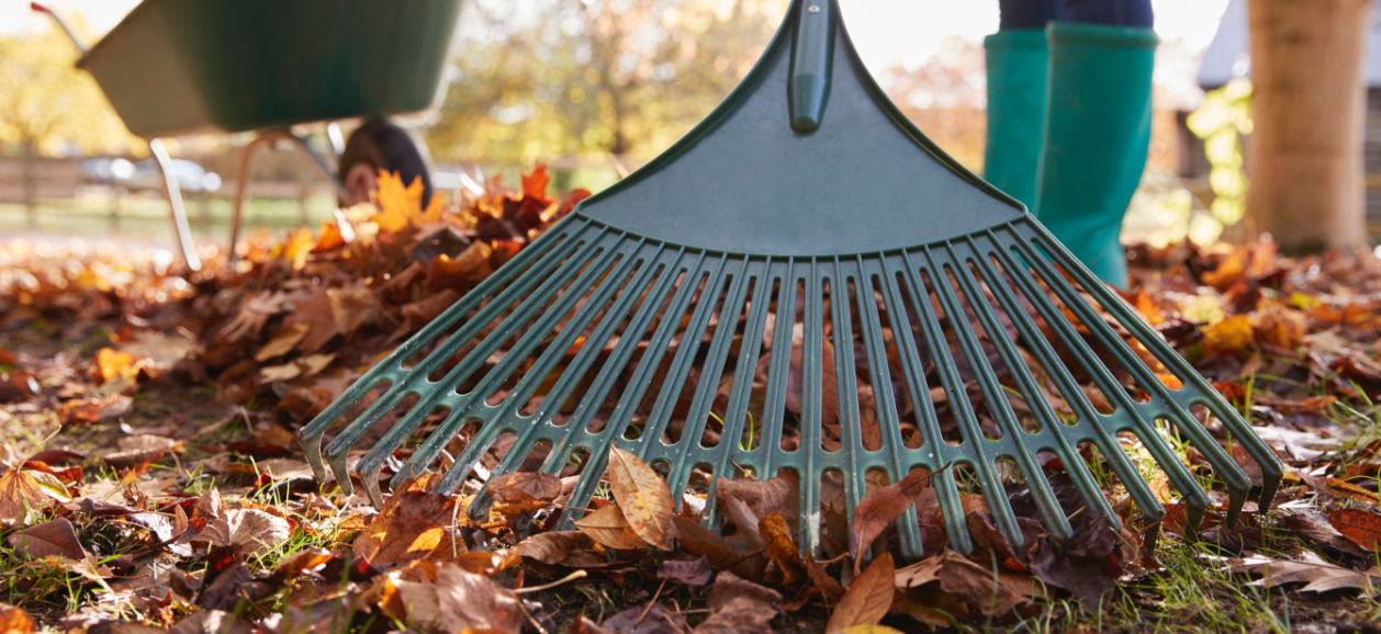 Raking leaves